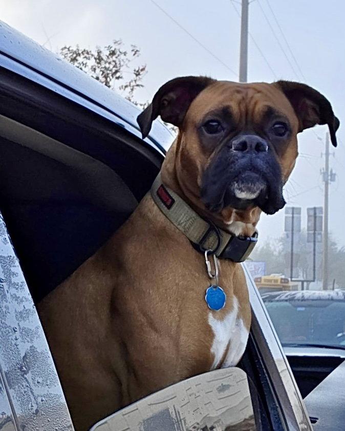 Enlarge Astro, a Adopted Boxer in Monticello, NY image 2/2