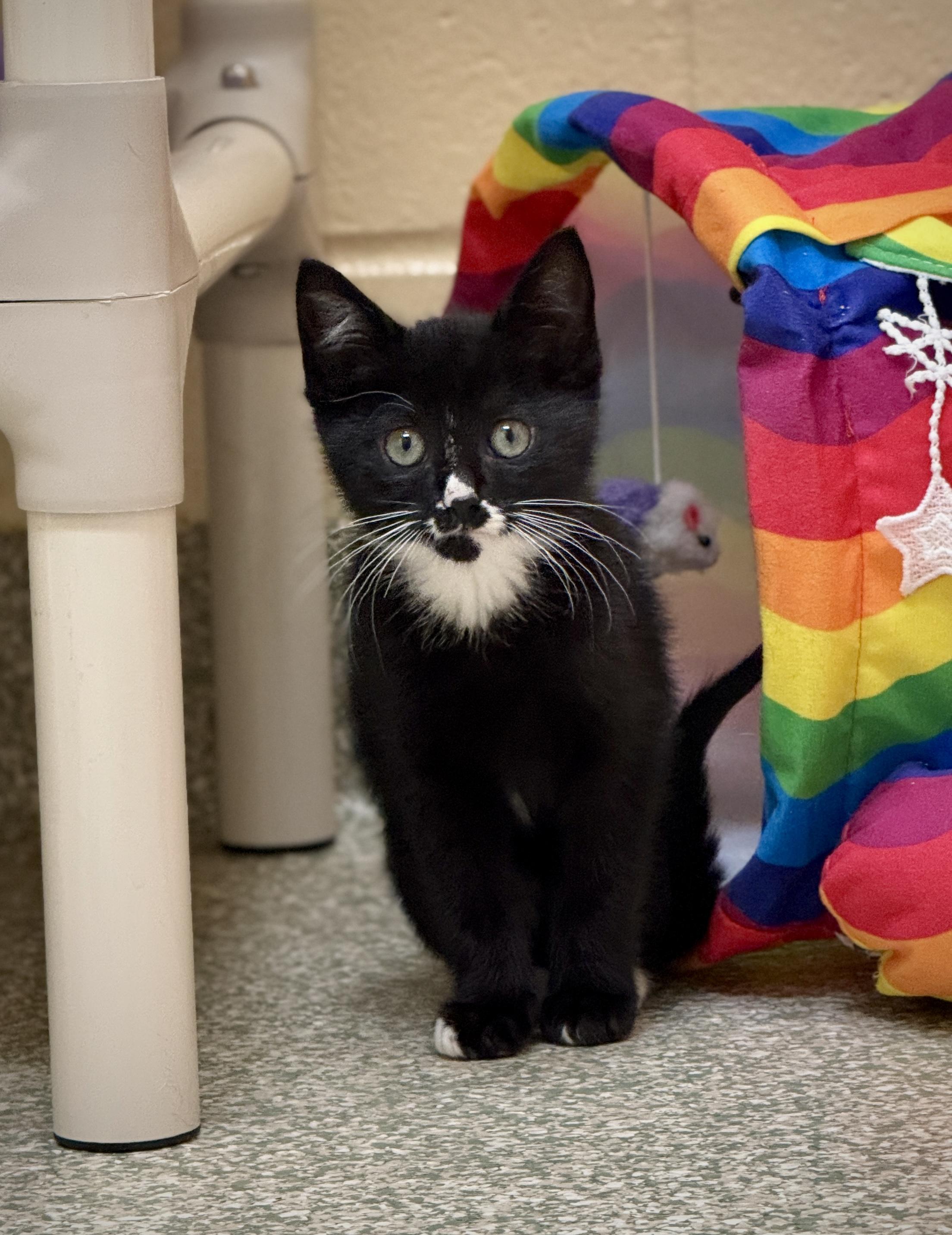 Jackson, Young Male Domestic Medium Hair