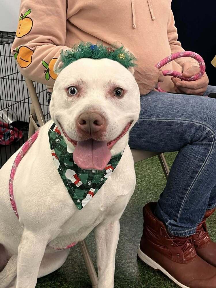 Diamond, Adoptable, Adult Female Pit Bull Terrier & Husky.