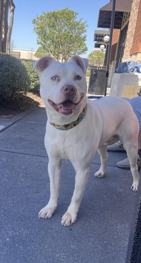 Enlarge Diamond, a Adoptable mixed breed in Acworth, GA image 2/6