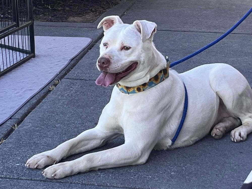 Enlarge Diamond, a Adoptable mixed breed in Acworth, GA image 3/6