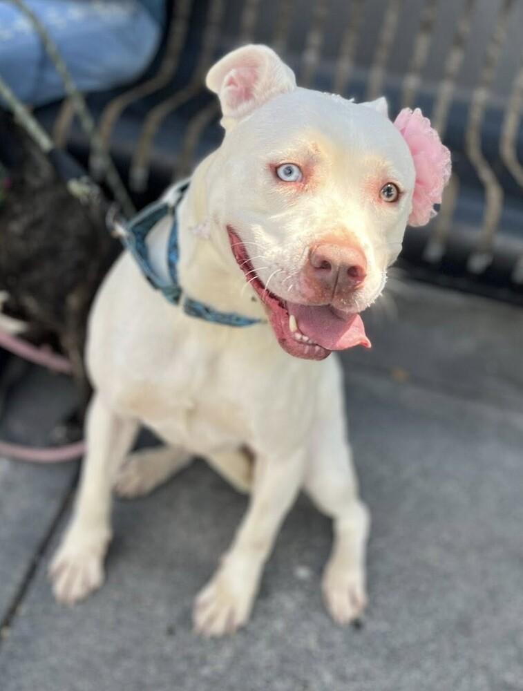 Enlarge Diamond, a Adoptable mixed breed in Acworth, GA image 4/6