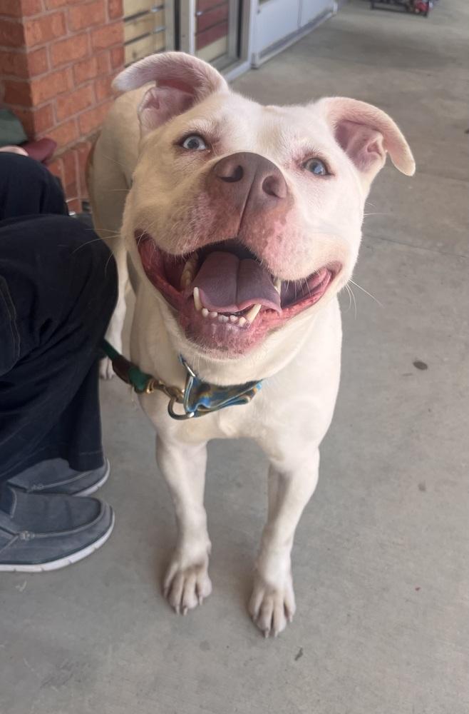 Enlarge Diamond, a Adoptable mixed breed in Acworth, GA image 5/6