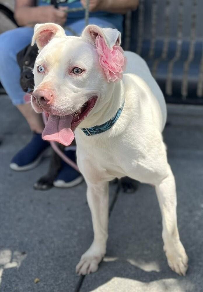 Diamond, Adoptable, Adult Female Pit Bull Terrier & Husky.
