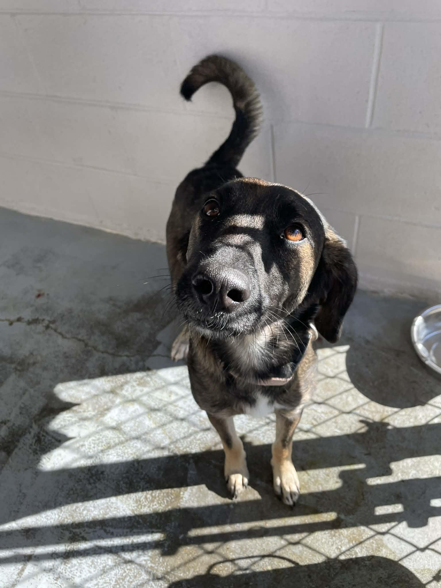 Zaya, ADOPTABLE, Young Female Mixed Breed.