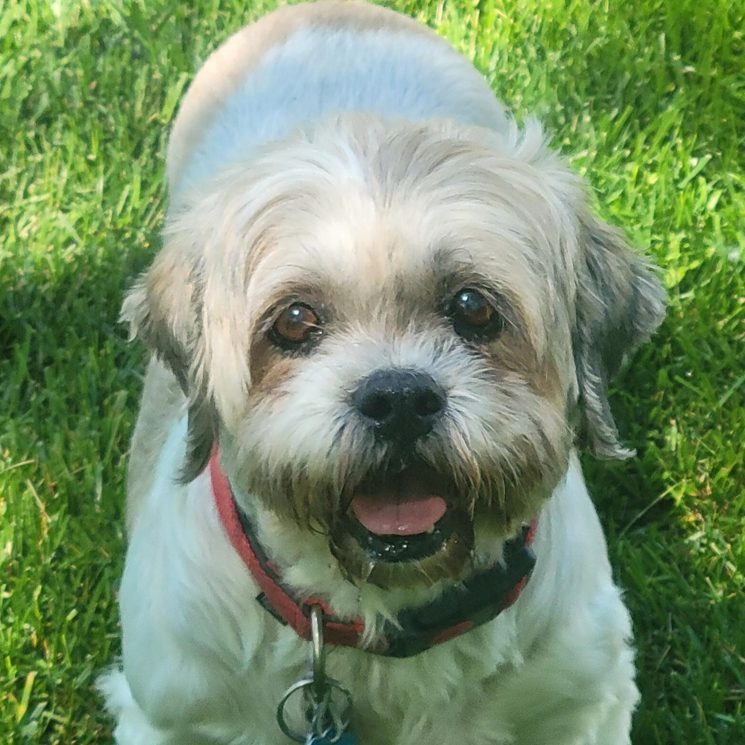 Daisy