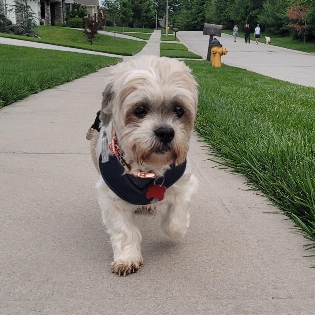 Daisy
