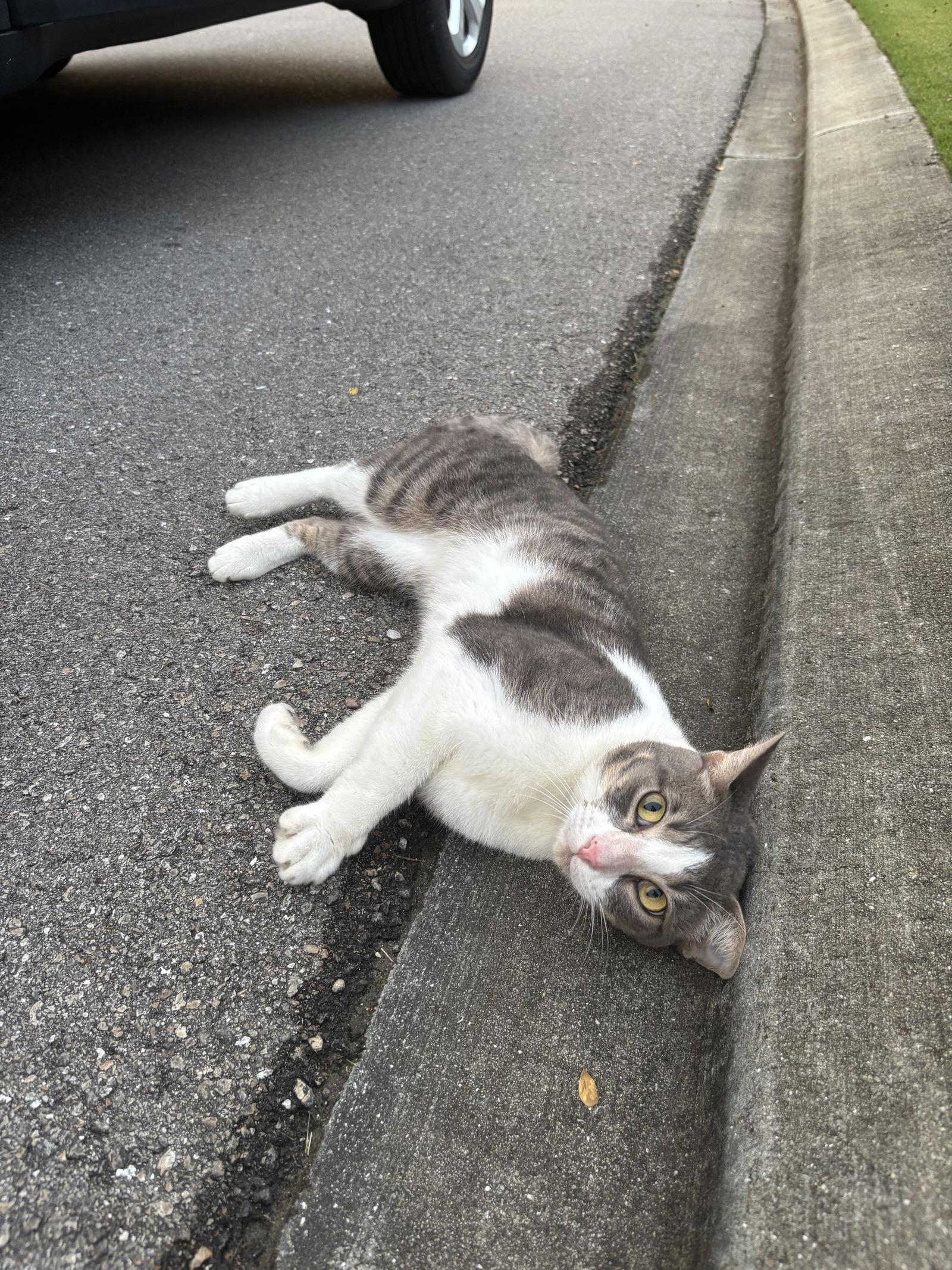 Vinnie, a Adoptable Domestic Short Hair in Naples, FL image 1/3