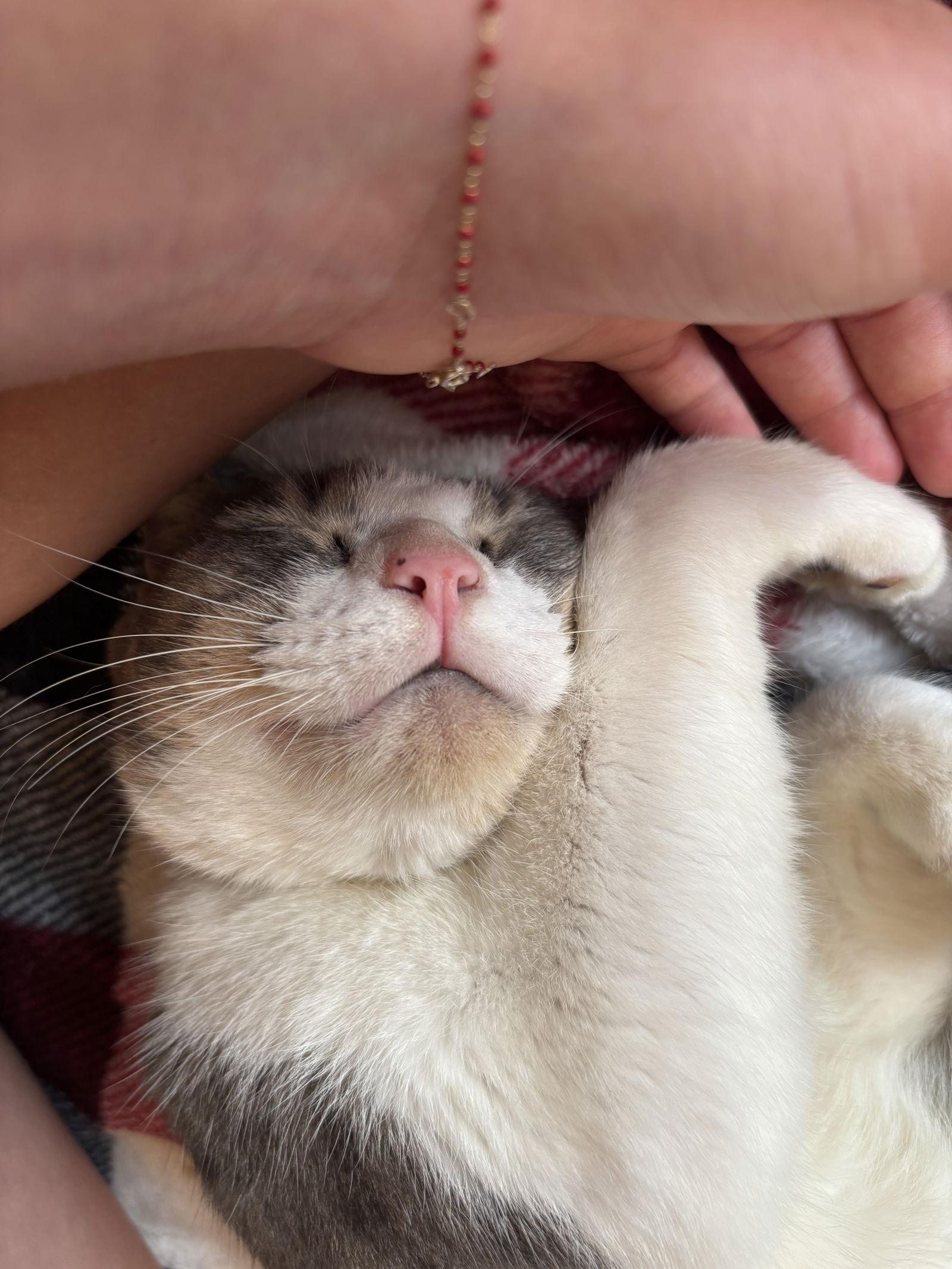 Vinnie, a Adoptable Domestic Short Hair in Naples, FL image 2/3