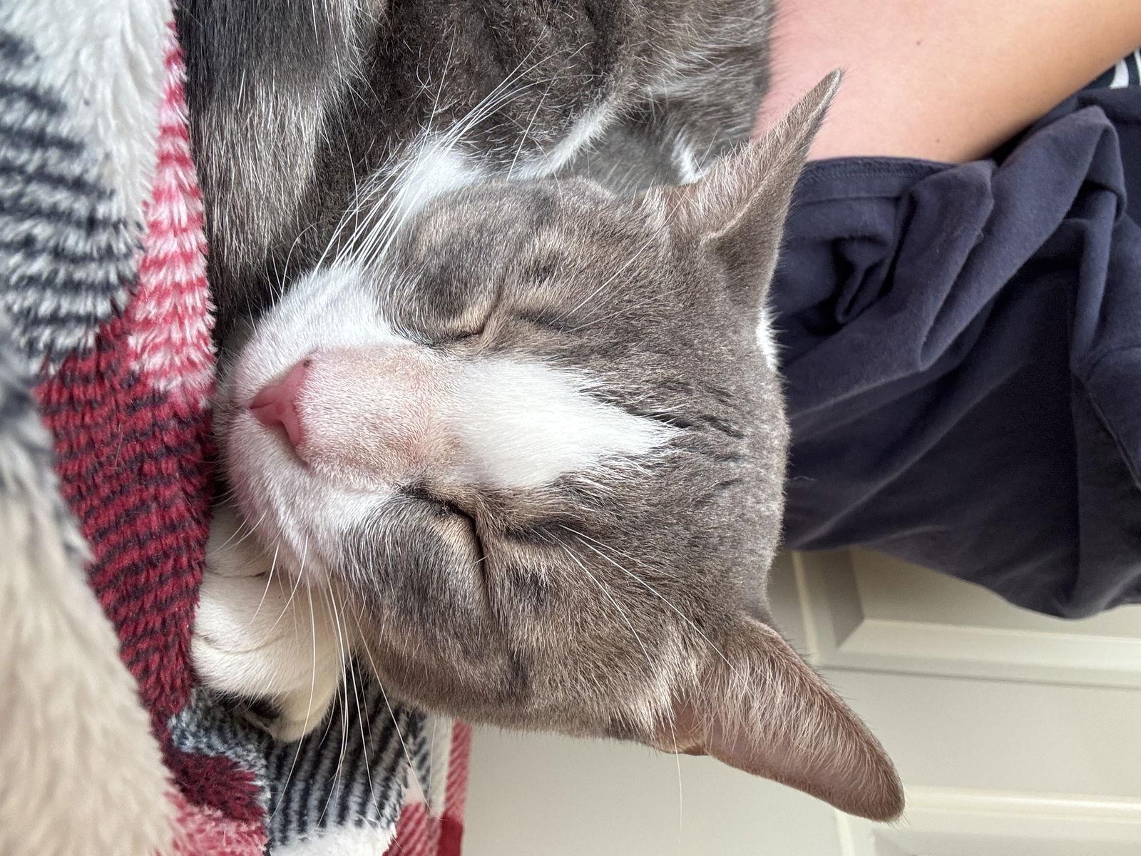 Vinnie, a Adoptable Domestic Short Hair in Naples, FL image 3/3