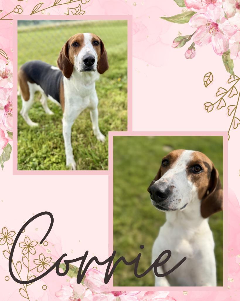 Corrie, Adoptable, Adult Female Hound.