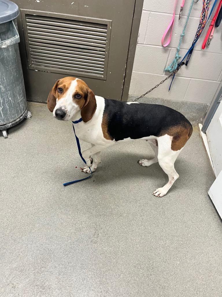 Corrie, a Adoptable Hound in Hopkinsville, KY image 4/4