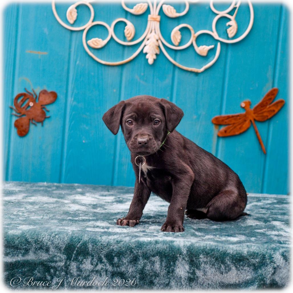 Enlarge Alligator, a Adoptable Labrador Retriever in Wake Forest, NC image 1/1