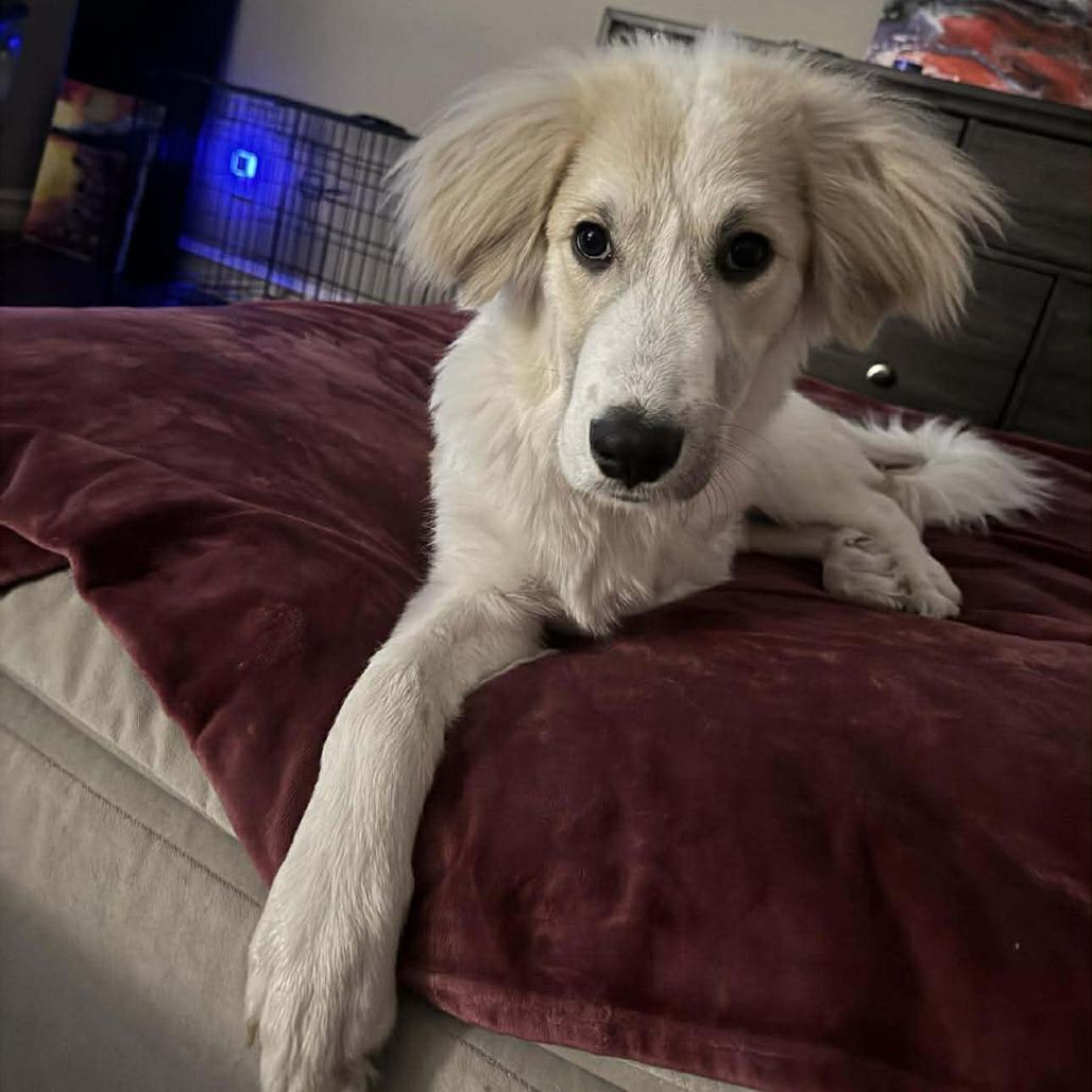 Saylor, a Adoptable Great Pyrenees in Brainerd, MN image 1/4