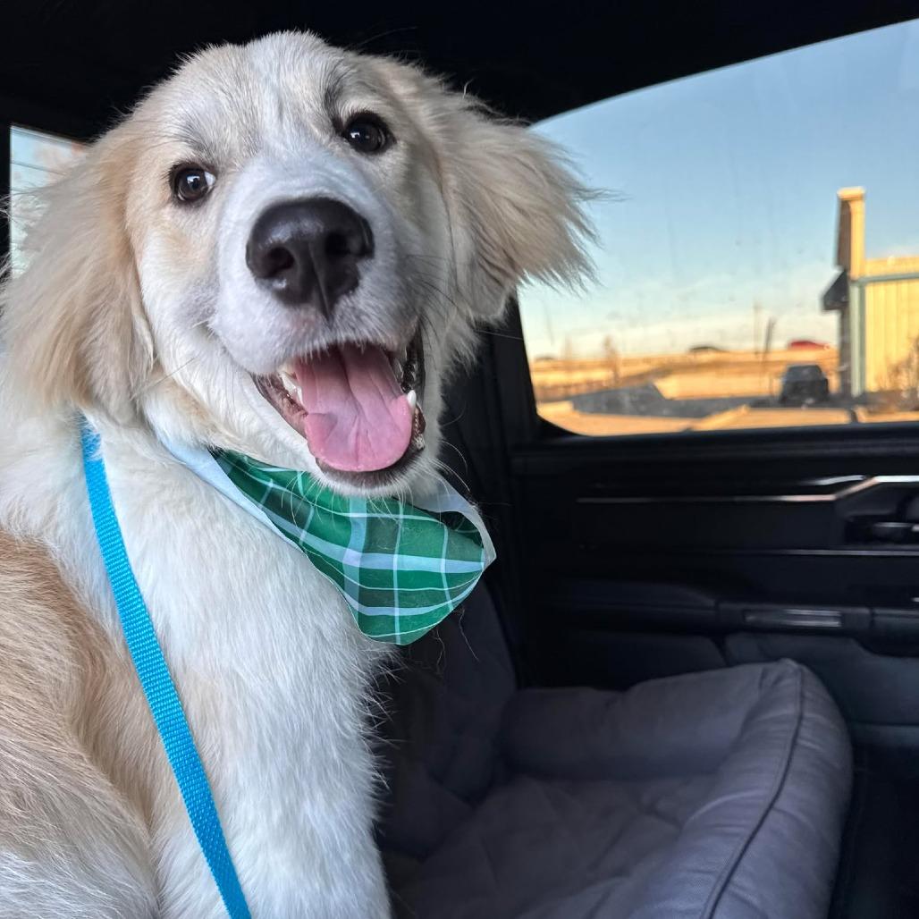 Saylor, a Adoptable Great Pyrenees in Brainerd, MN image 2/4