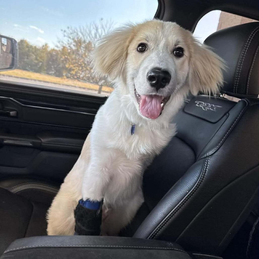 Saylor, a Adoptable Great Pyrenees in Brainerd, MN image 3/4