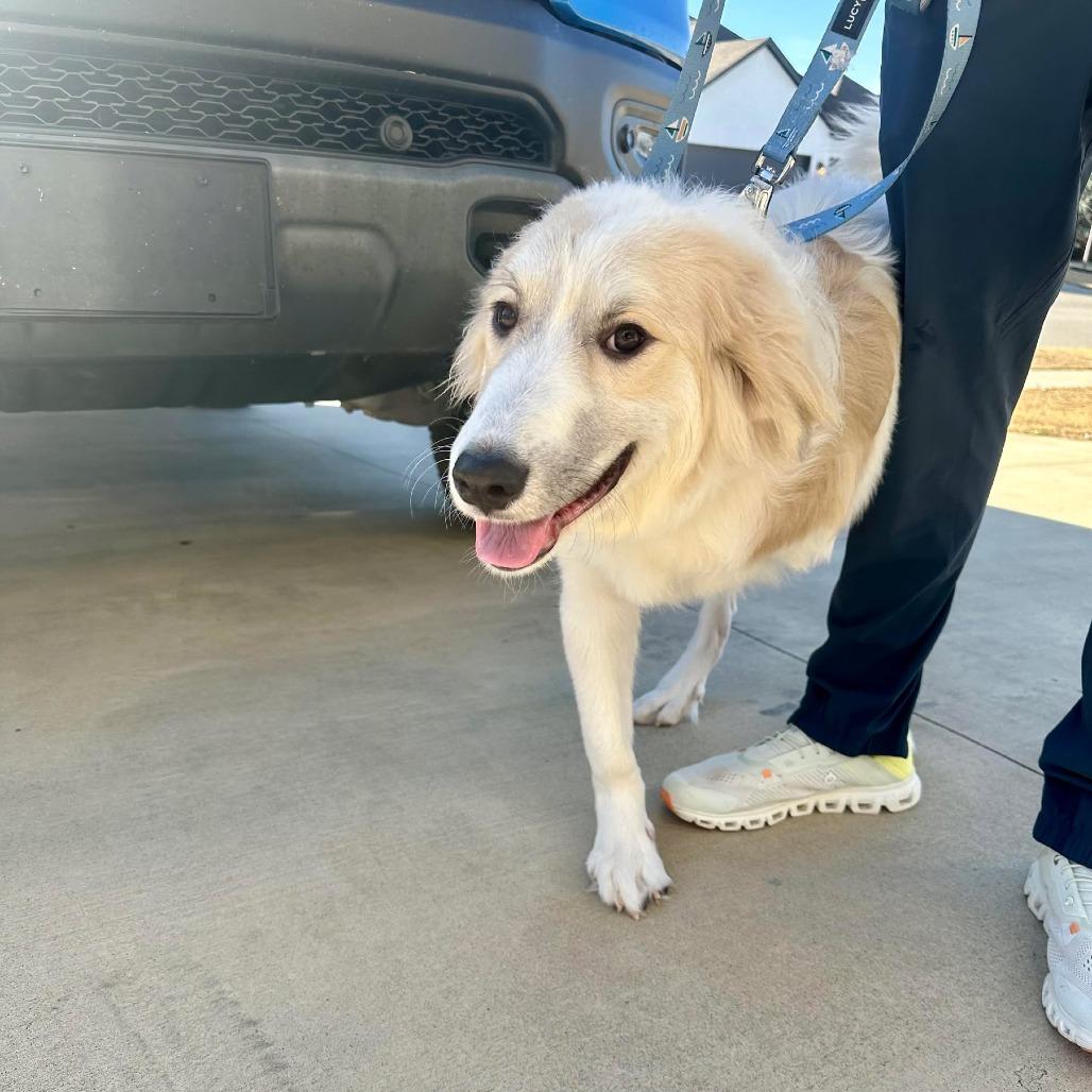Saylor, a Adoptable Great Pyrenees in Brainerd, MN image 4/4