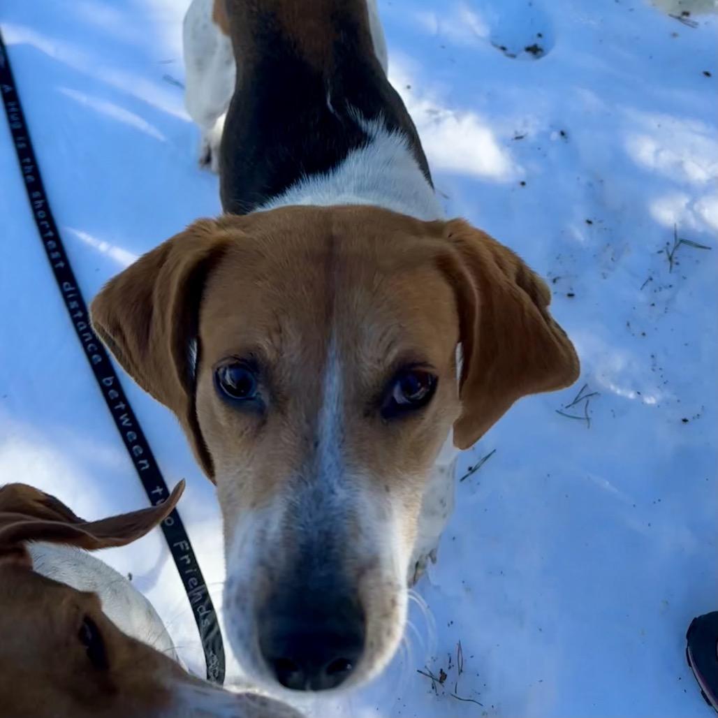 Glenn, Adoptable, Adult Male Hound.
