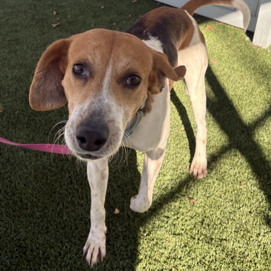 Glenn, Adoptable, Adult Male Hound & American Foxhound.
