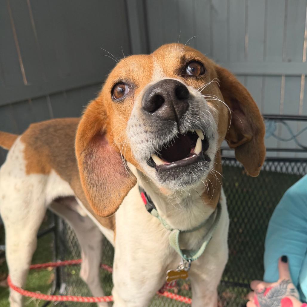 Enlarge Glenn, a Adoptable mixed breed in Troy, VA image 3/6