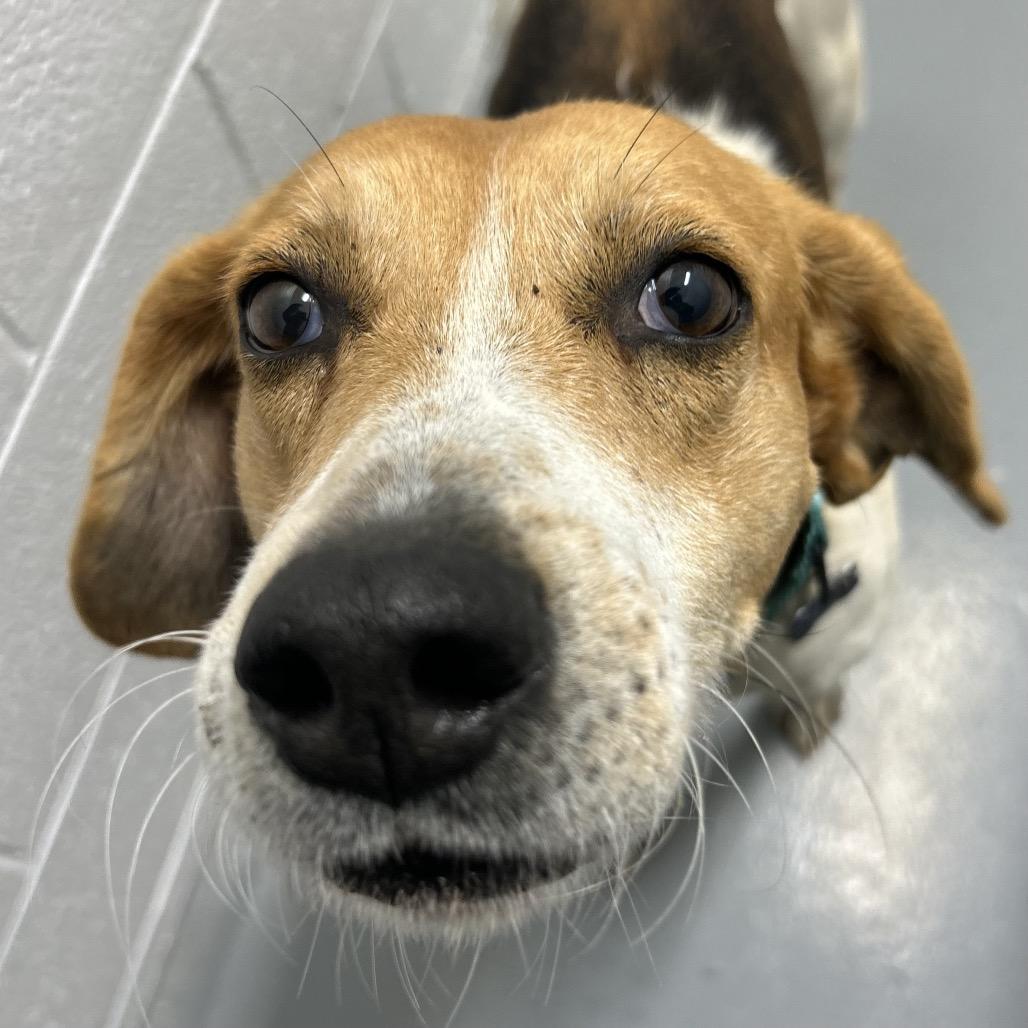 Enlarge Glenn, a Adoptable Hound in Troy, VA image 1/3