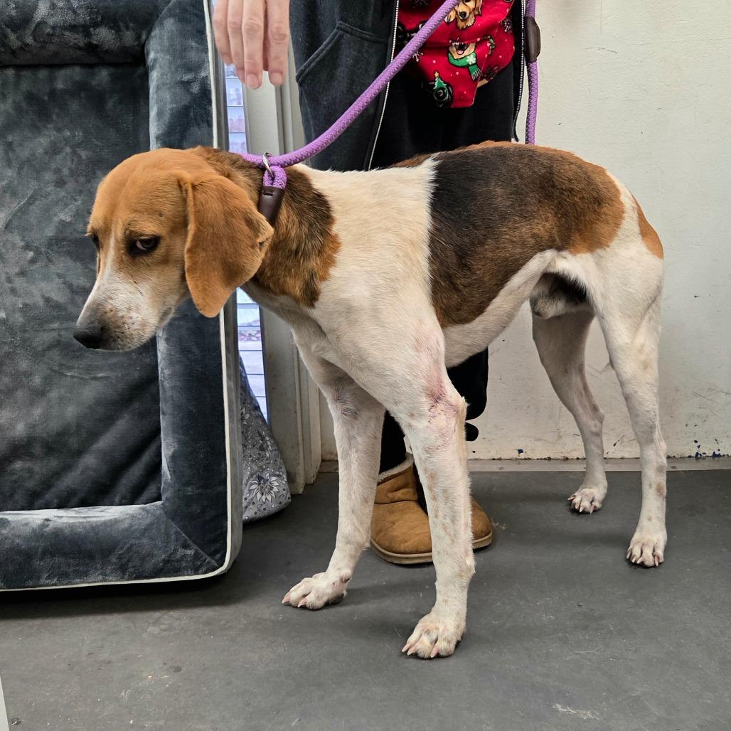 Enlarge Glenn, a Adoptable Hound in Troy, VA image 2/3
