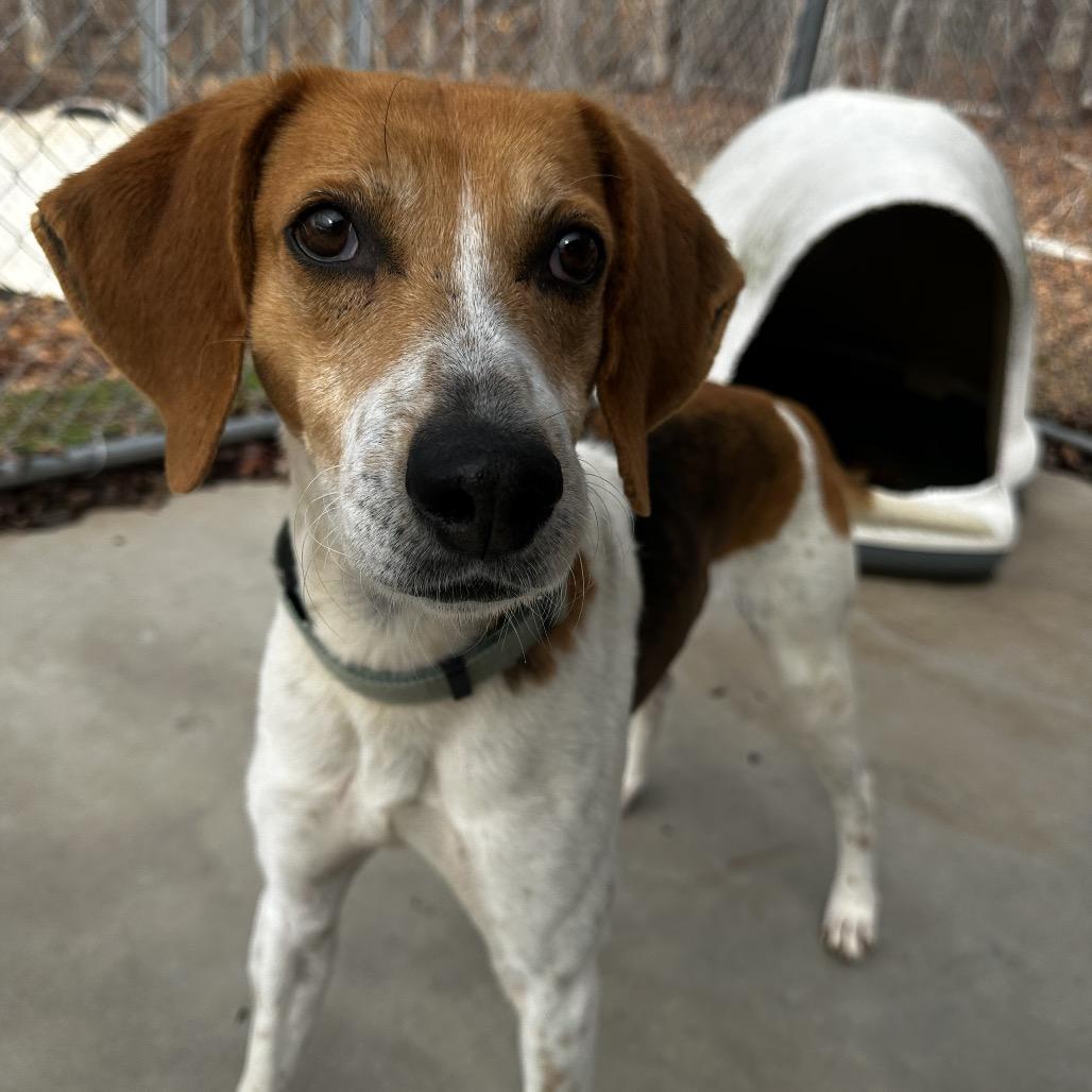 Enlarge Glenn, a Adoptable mixed breed in Troy, VA image 5/6