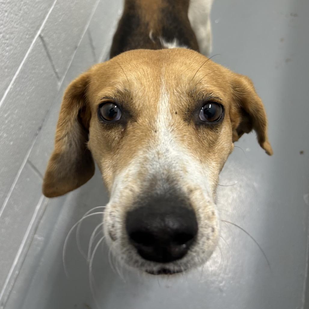 Enlarge Glenn, a Adoptable Hound in Troy, VA image 3/3