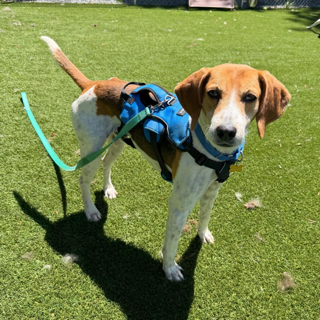 Enlarge Glenn, a Adoptable mixed breed in Troy, VA image 4/6
