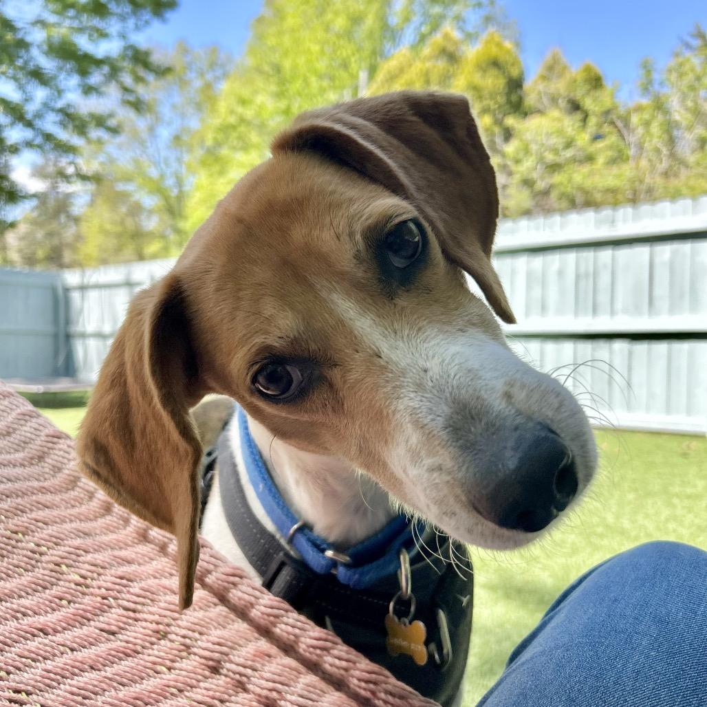 Enlarge Glenn, a Adoptable mixed breed in Troy, VA image 5/6