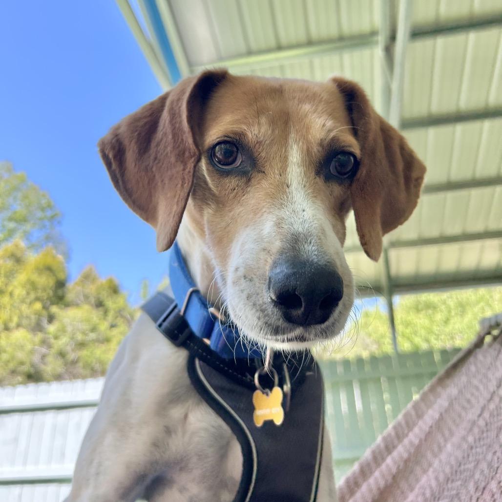 Enlarge Glenn, a Adoptable mixed breed in Troy, VA image 6/6