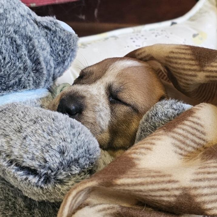 Henry, Adoptable, Puppy Male Cattle Dog & Mixed Breed.