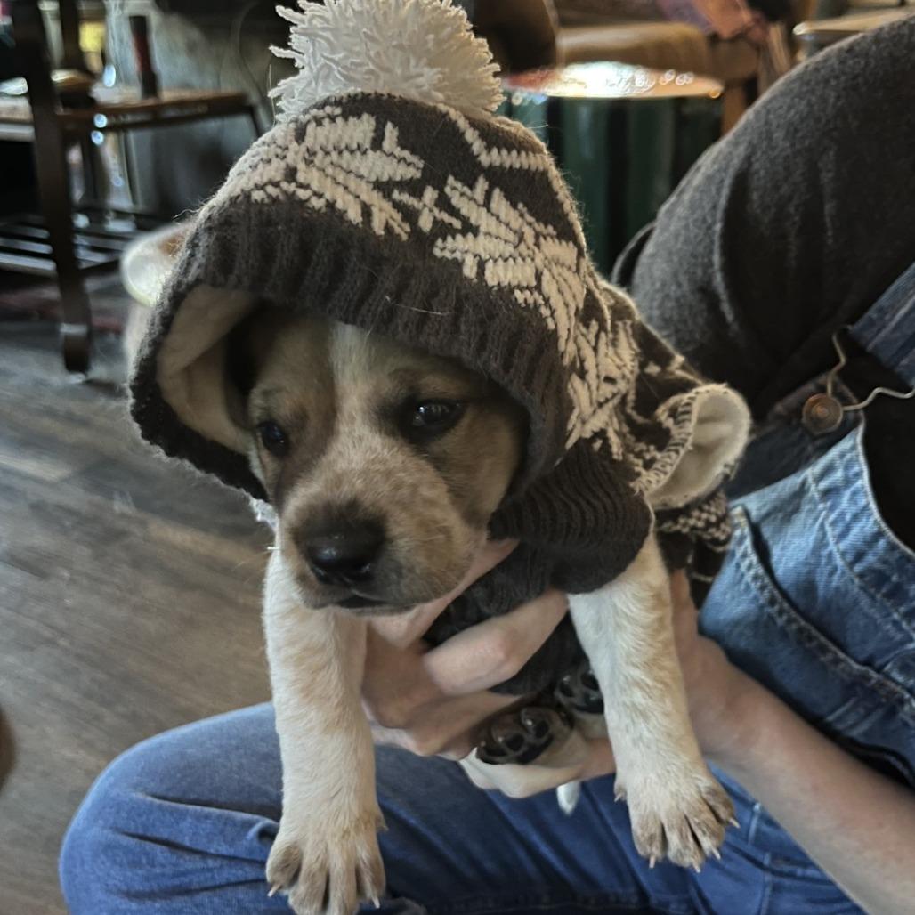 Enlarge Henry, a Adoptable mixed breed in Blue Ridge, GA image 4/6