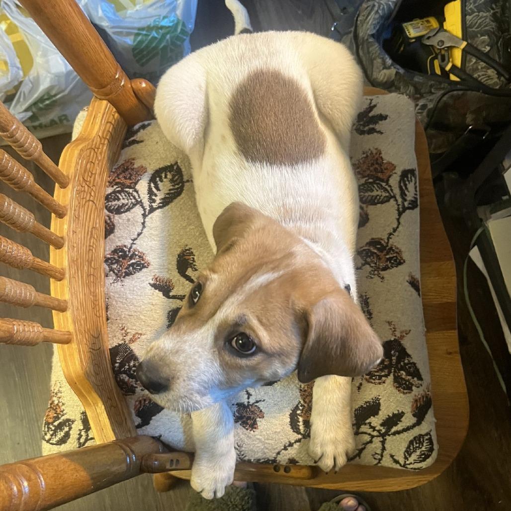 Enlarge Henry, a Adoptable mixed breed in Blue Ridge, GA image 5/6