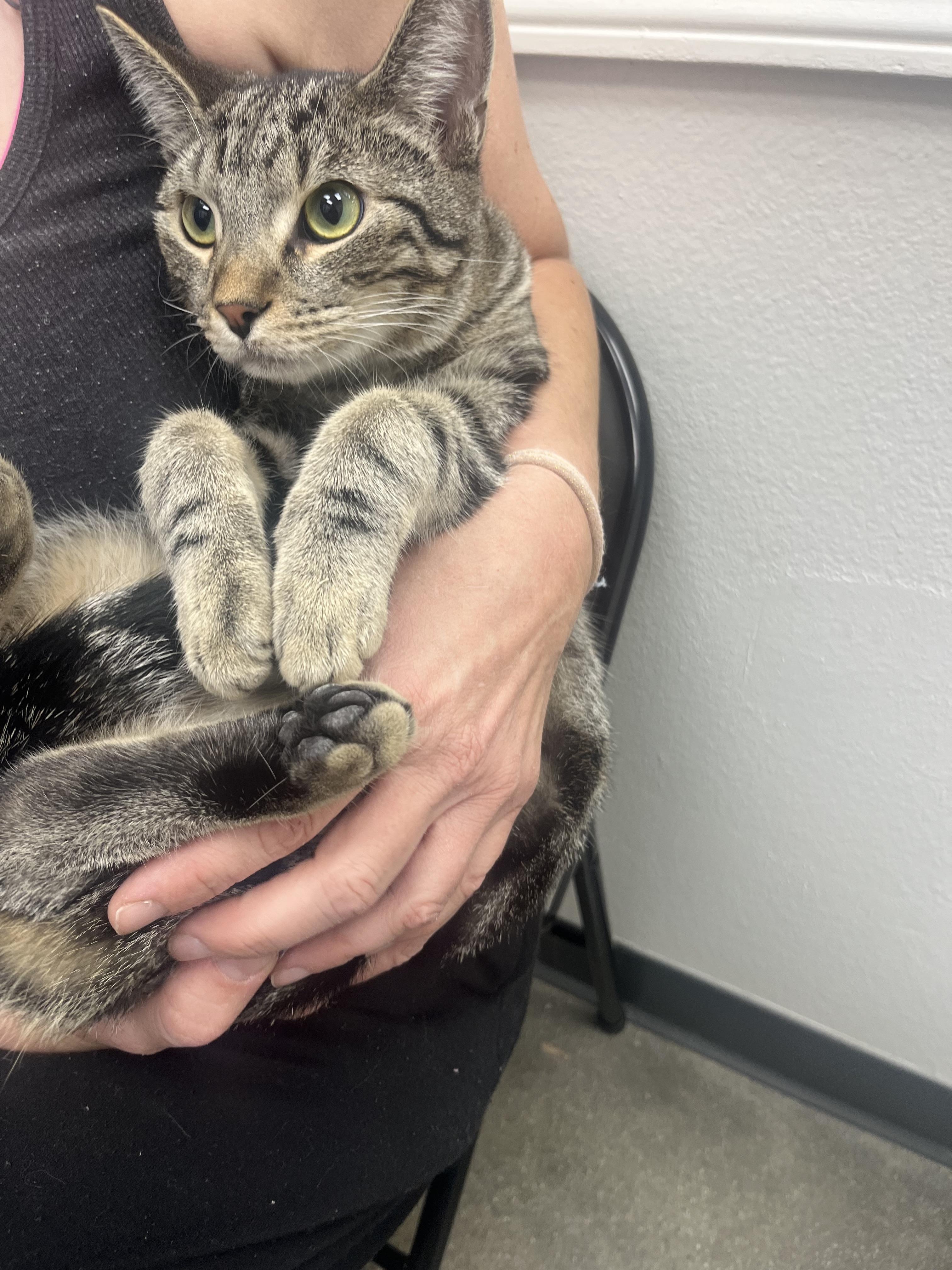 Luke, an adopted Tabby in Monrovia , CA image 2/2