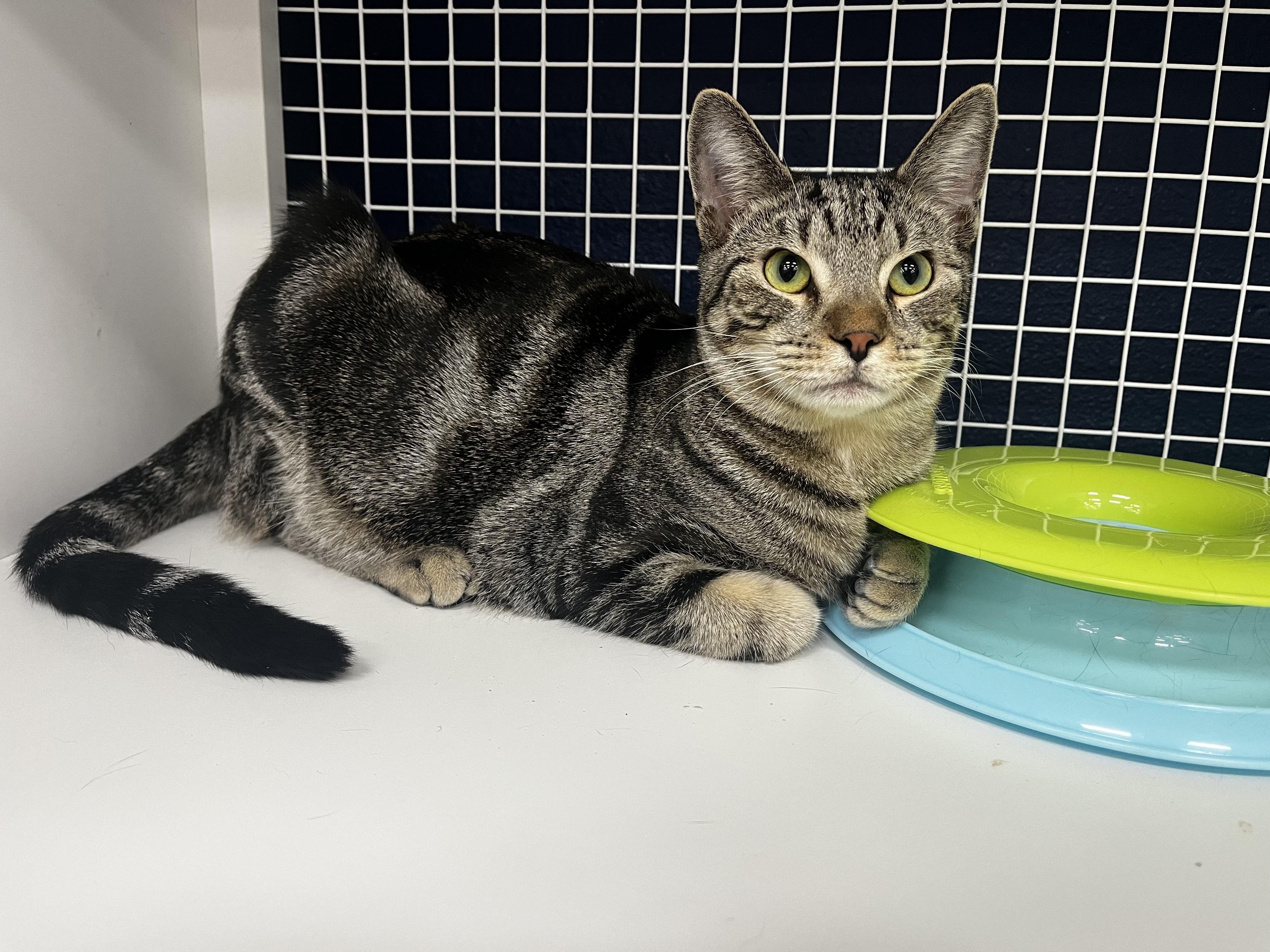 Luke, adopted, Kitten Male Tabby.