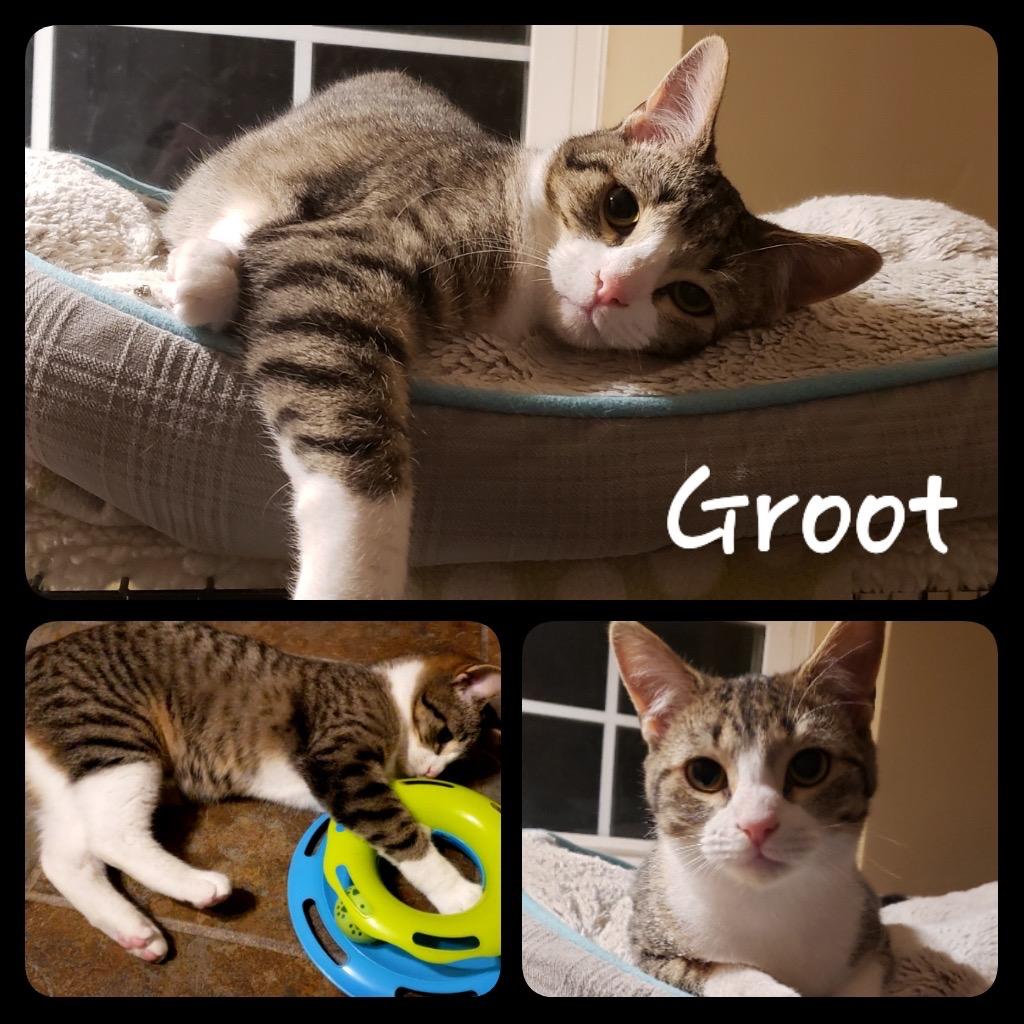 Enlarge Groot, a Adoptable mixed breed in Fort Oglethorpe, GA image 1/6