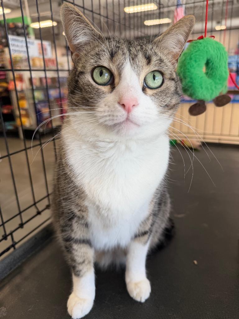 Enlarge Groot, a Adoptable mixed breed in Fort Oglethorpe, GA image 2/6