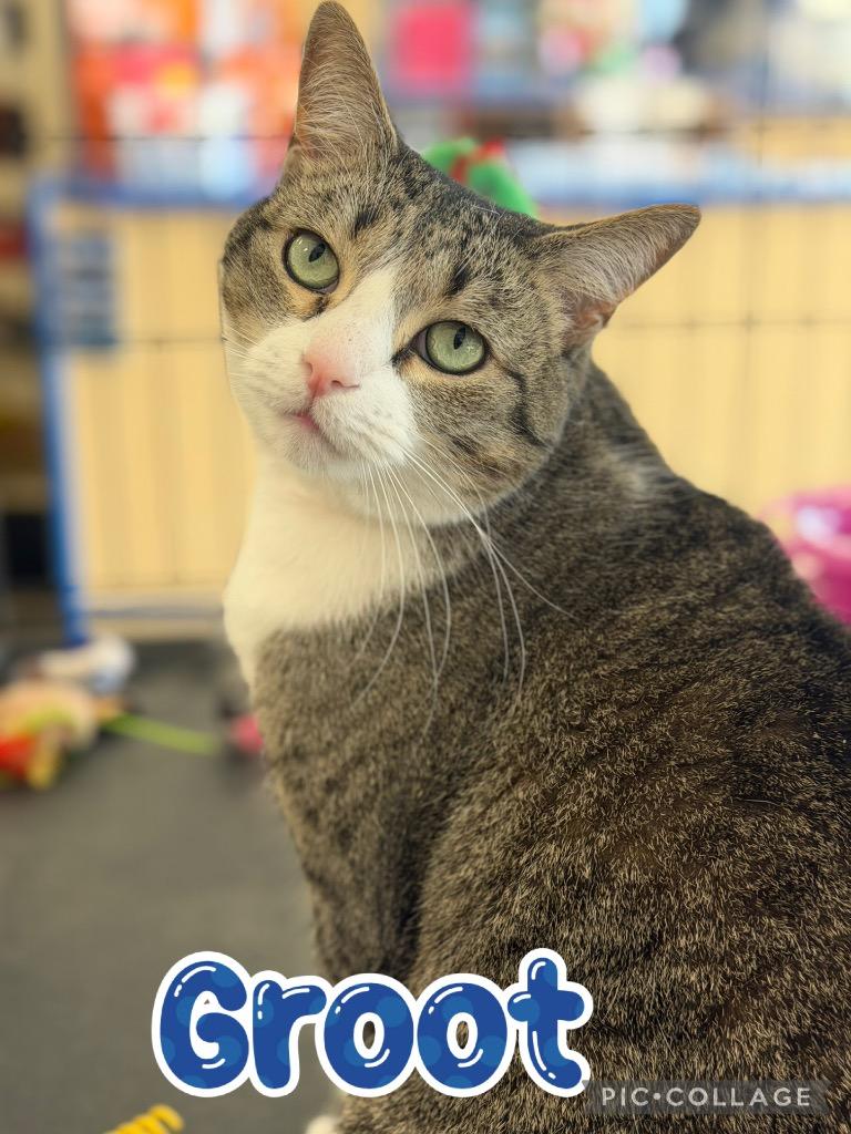 Enlarge Groot, a Adoptable mixed breed in Fort Oglethorpe, GA image 3/6