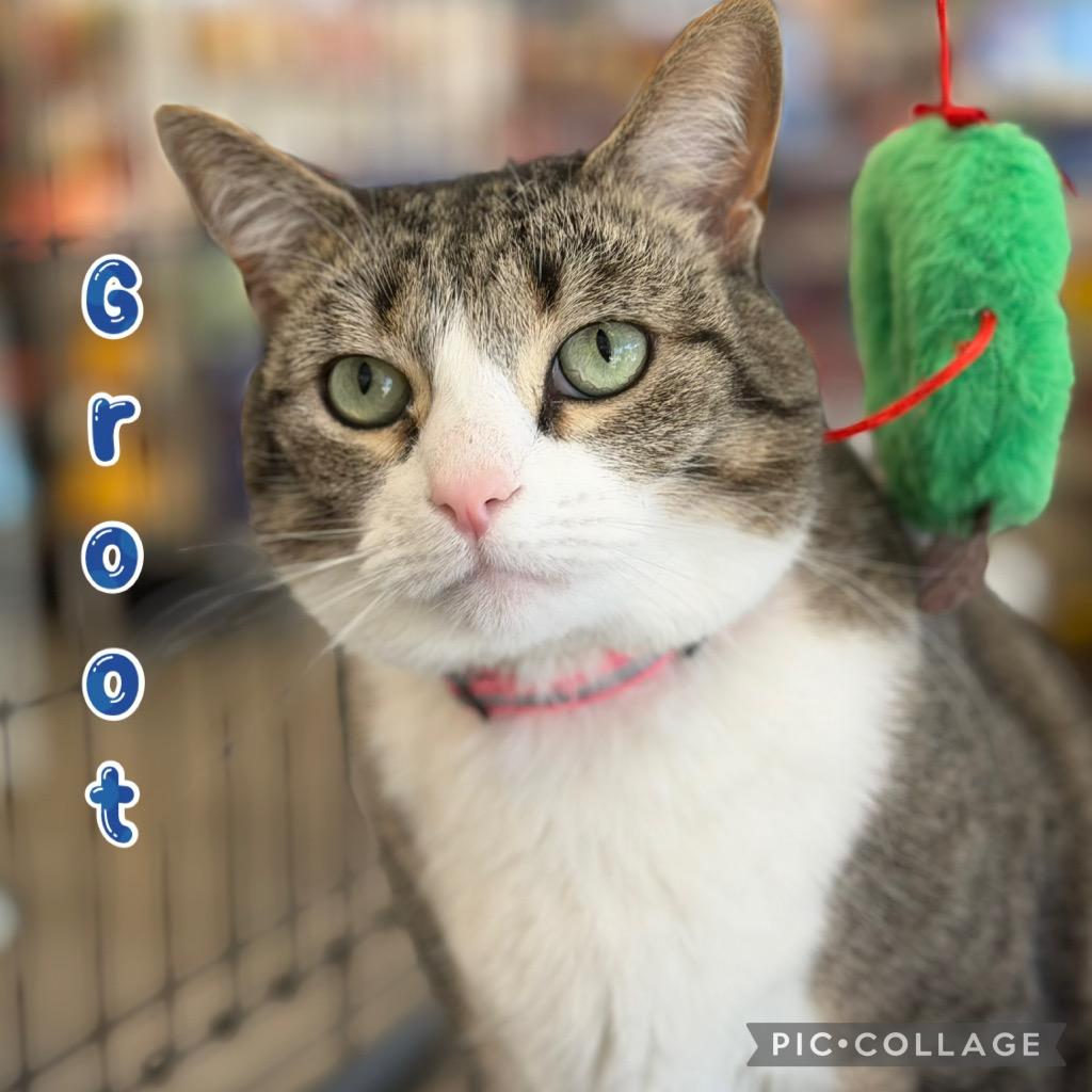 Enlarge Groot, a Adoptable mixed breed in Fort Oglethorpe, GA image 4/6
