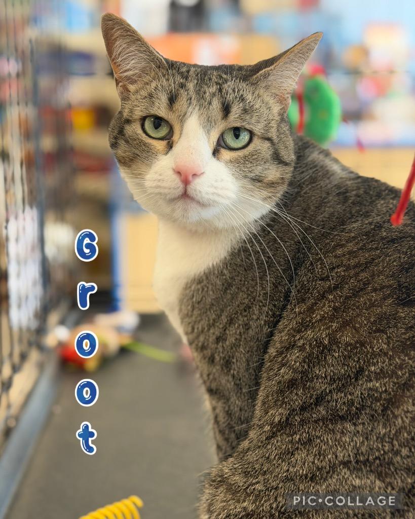 Enlarge Groot, a Adoptable mixed breed in Fort Oglethorpe, GA image 5/6