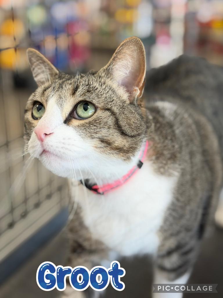 Enlarge Groot, a Adoptable mixed breed in Fort Oglethorpe, GA image 6/6