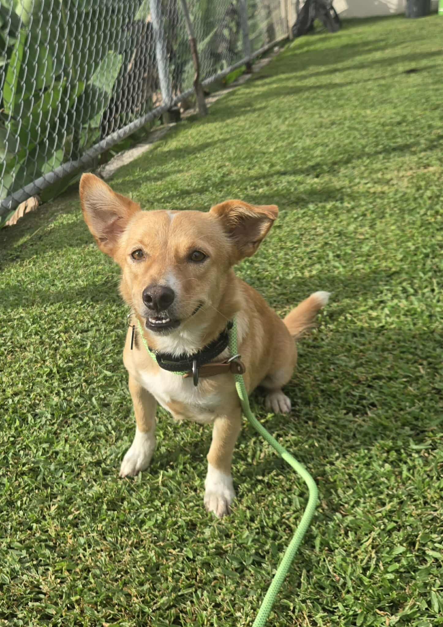 Enlarge Maize, a ADOPTABLE mixed breed in Huntington, NY image 2/6