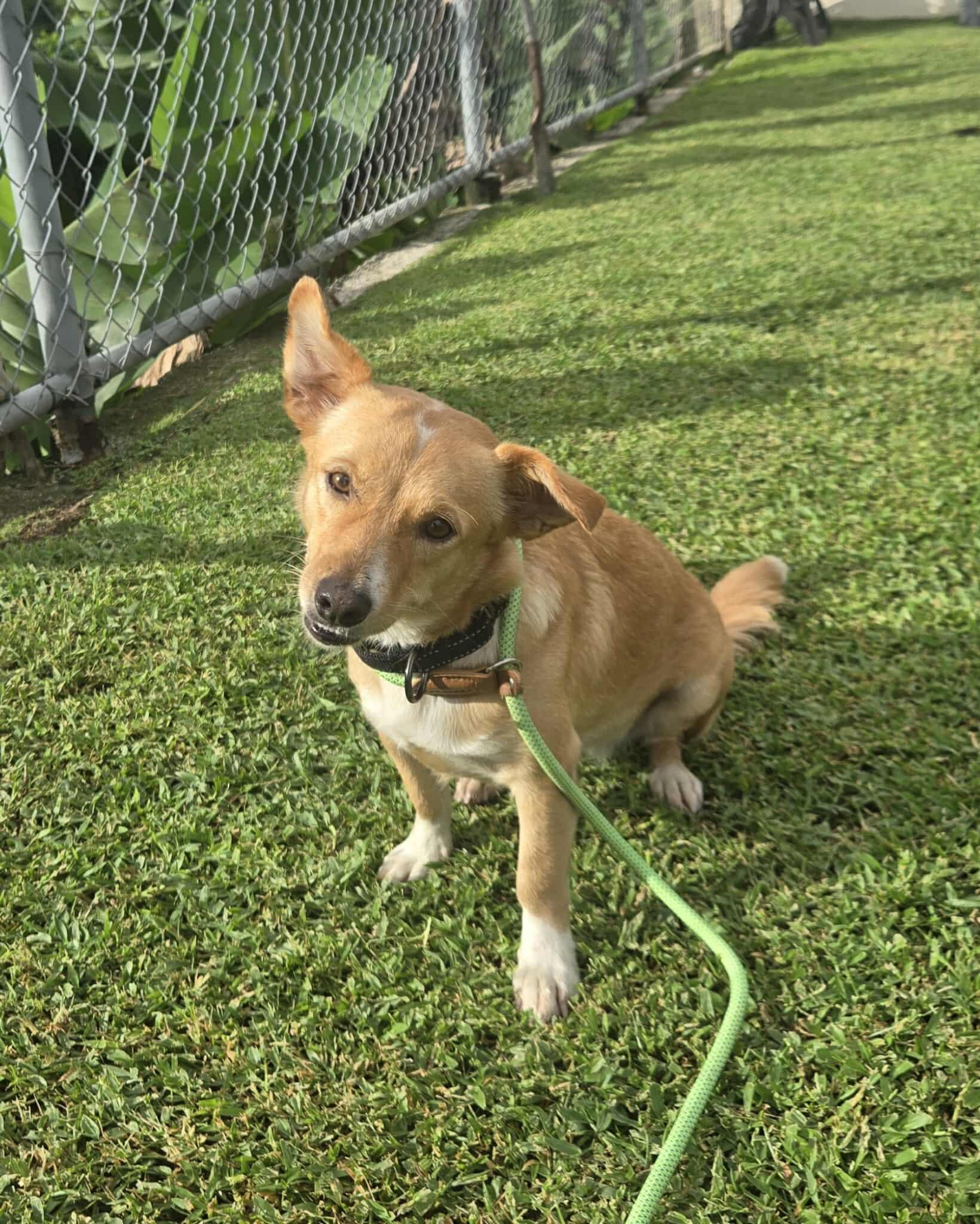 Enlarge Maize, a ADOPTABLE mixed breed in Huntington, NY image 3/6