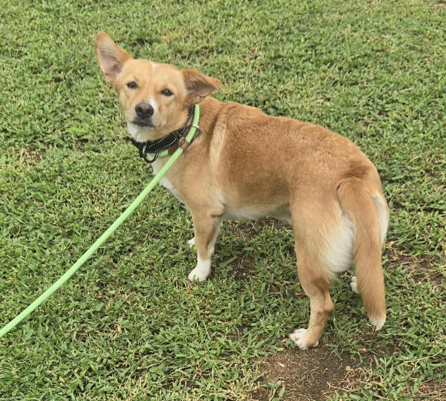 Enlarge Maize, a ADOPTABLE mixed breed in Huntington, NY image 4/6