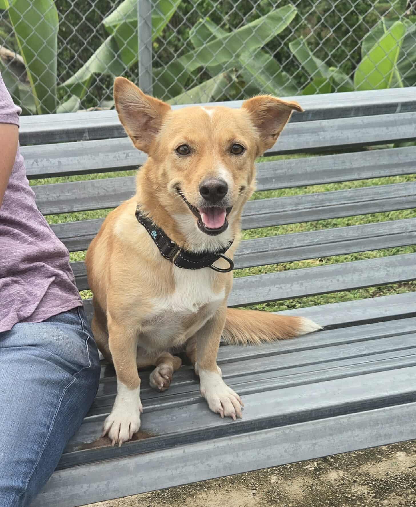 Enlarge Maize, a ADOPTABLE mixed breed in Huntington, NY image 1/6