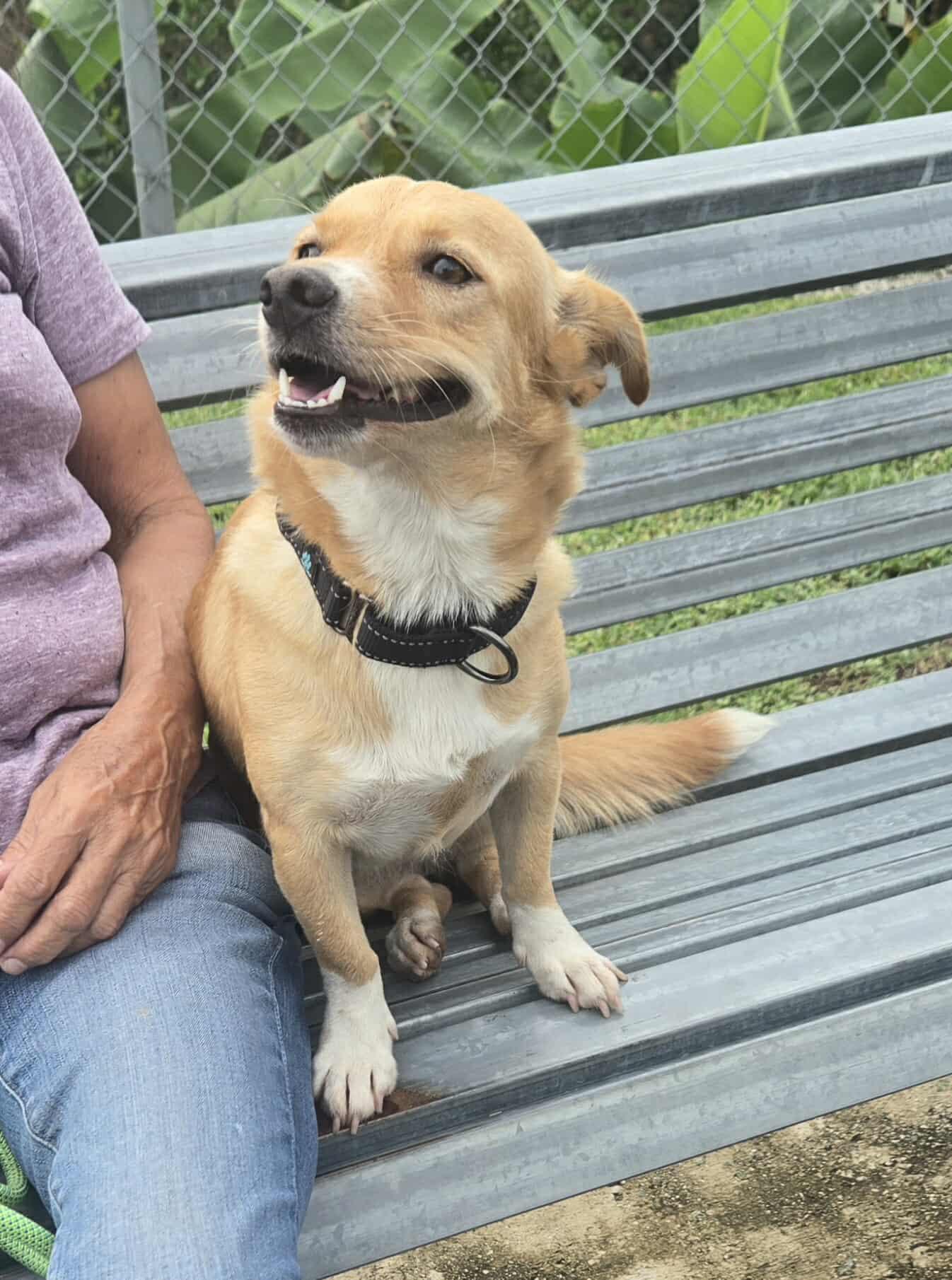 Enlarge Maize, a ADOPTABLE mixed breed in Huntington, NY image 5/6