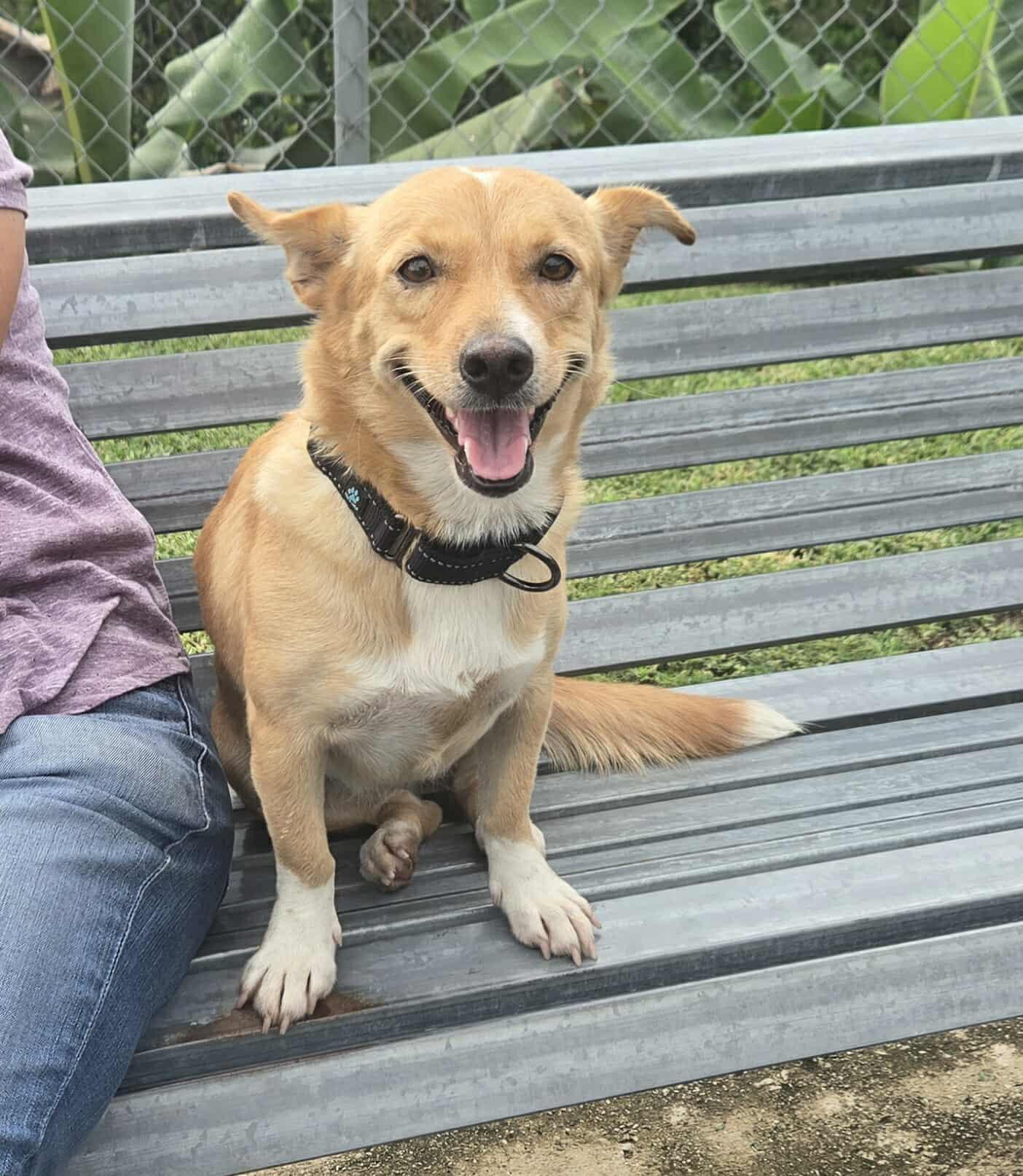 Enlarge Maize, a ADOPTABLE mixed breed in Huntington, NY image 6/6