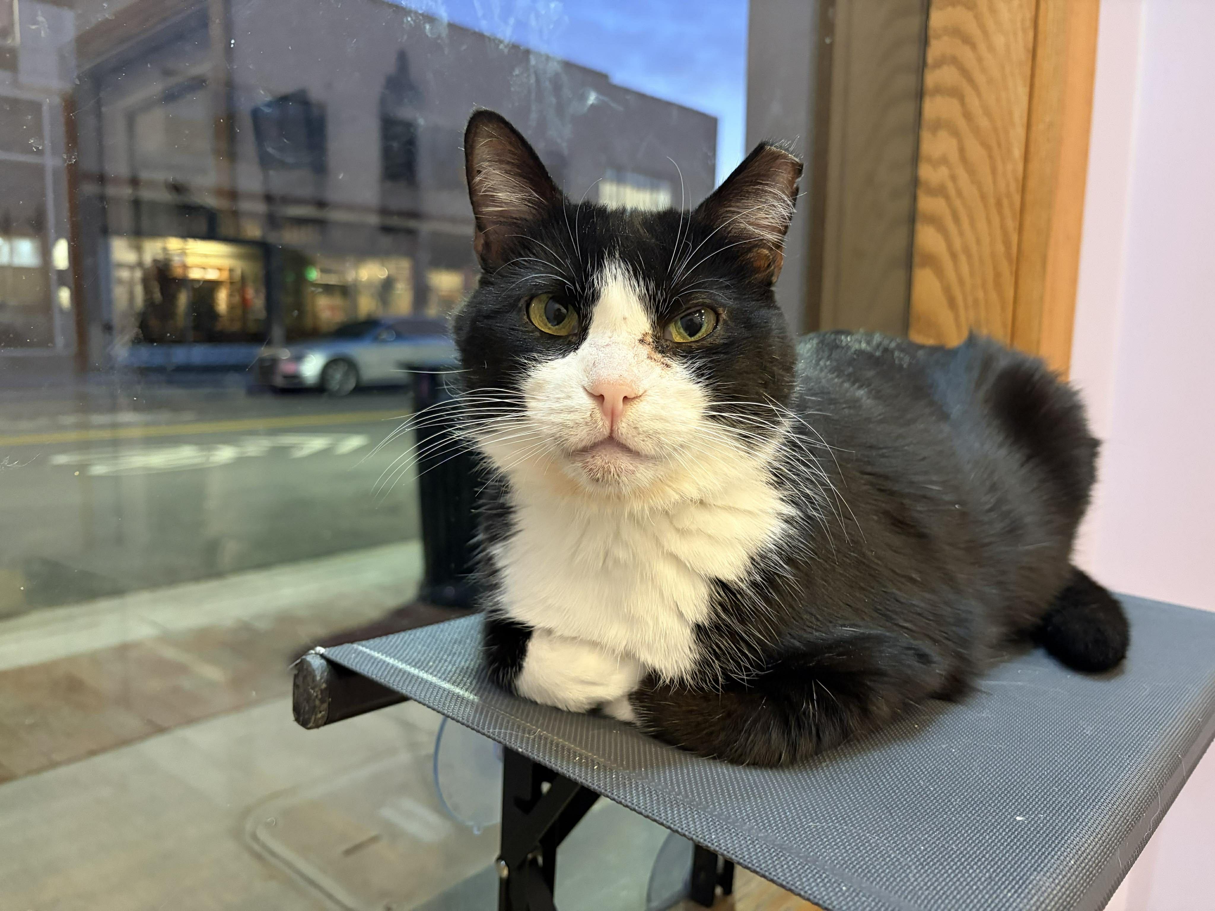 Enlarge Obie (cat café), a Adoptable mixed breed in Lafayette, IN image 5/5