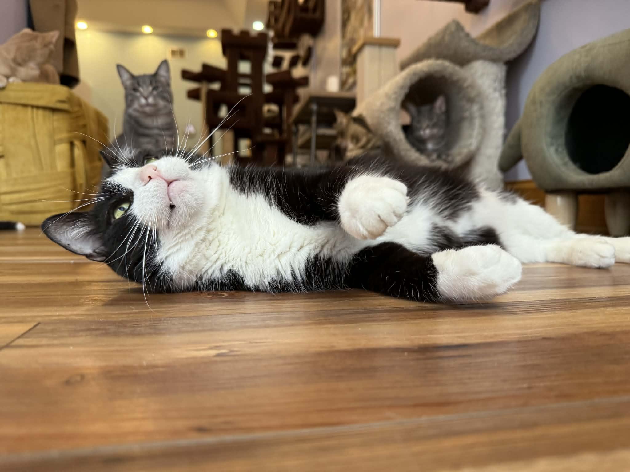 Obie (cat café), a Adoptable mixed breed in Lafayette, IN image 6/6